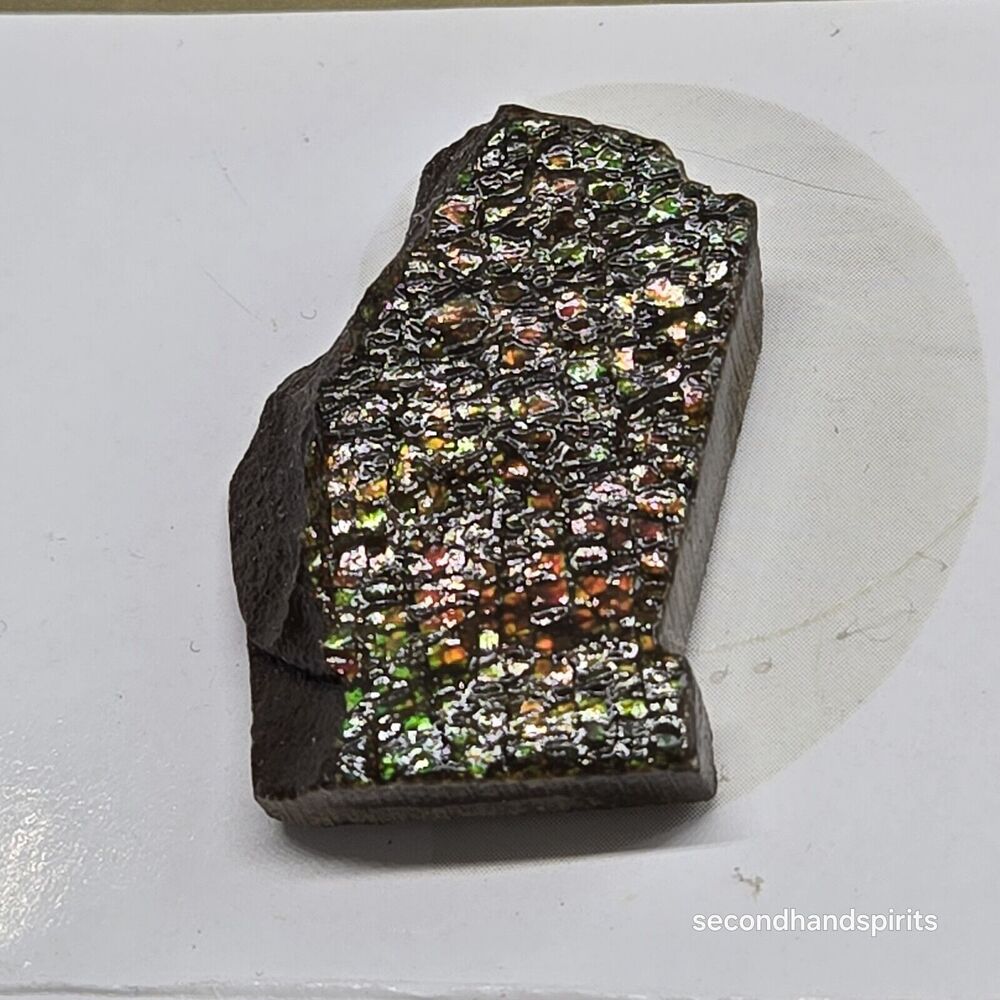 AMMOLITE SPECIMEN Real Authentic 8 grams